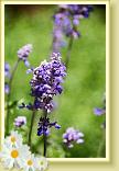 LBJflowers and Girls_0017